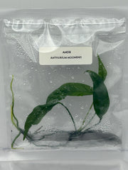 Anthurium moonenii (1 plant/bag) Tissue culture