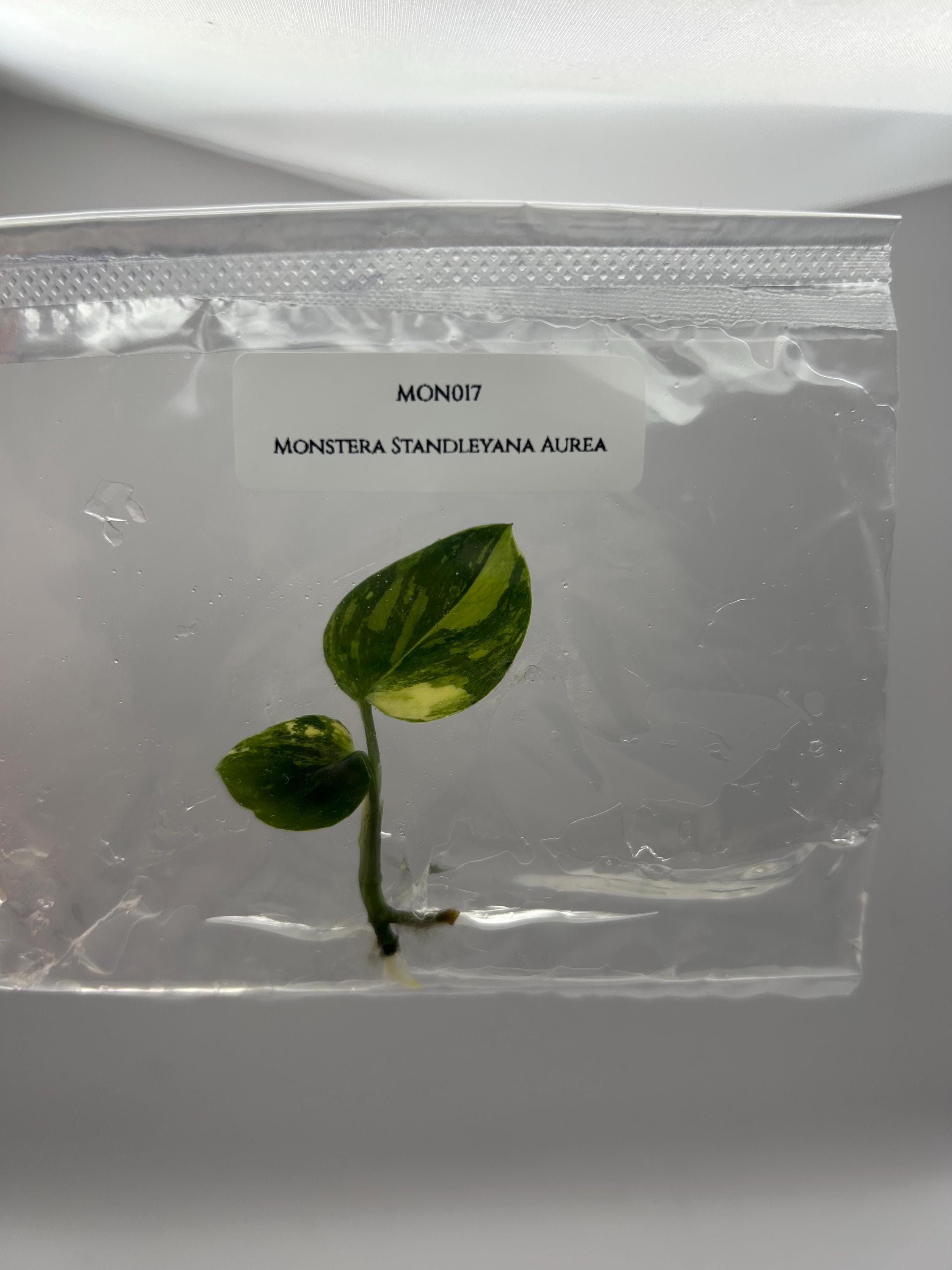 Monstera standleyana Variegated (1 plantlet/bag) Tissue culture