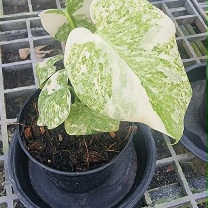 Monstera Legacy Variegated (Thai Con.) Tissue Culture (1 plant/bag)