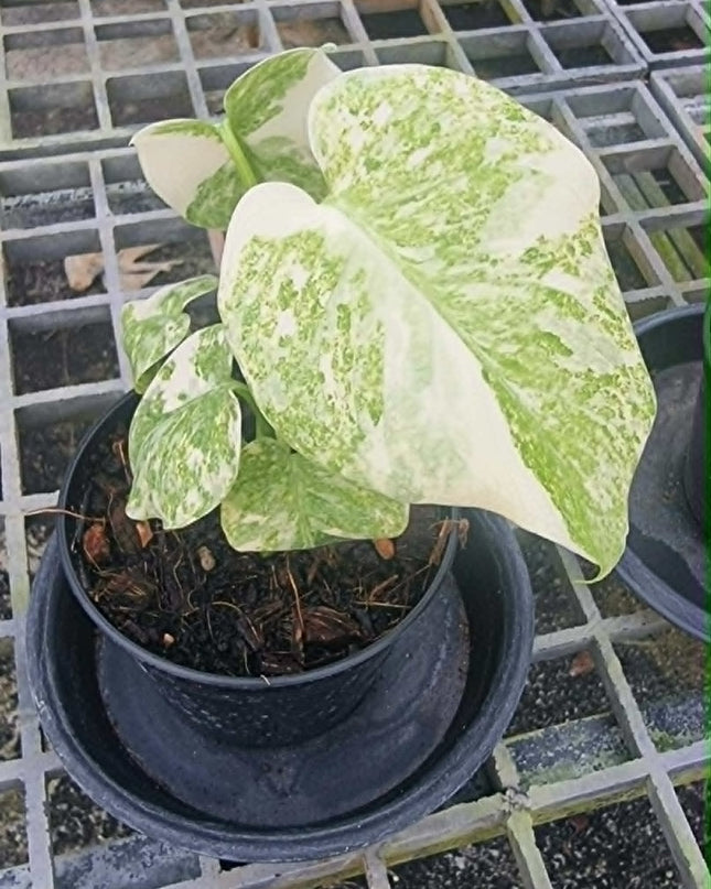 Monstera Legacy Variegated (Thai Con.) Tissue Culture (1 plant/bag)