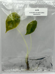 Alocasia Azlanii Aurea Variegated (1 plantlet/bag) Tissue culture