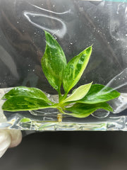 Philodendron jose buono Variegated (1 plantlet/bag) Tissue culture