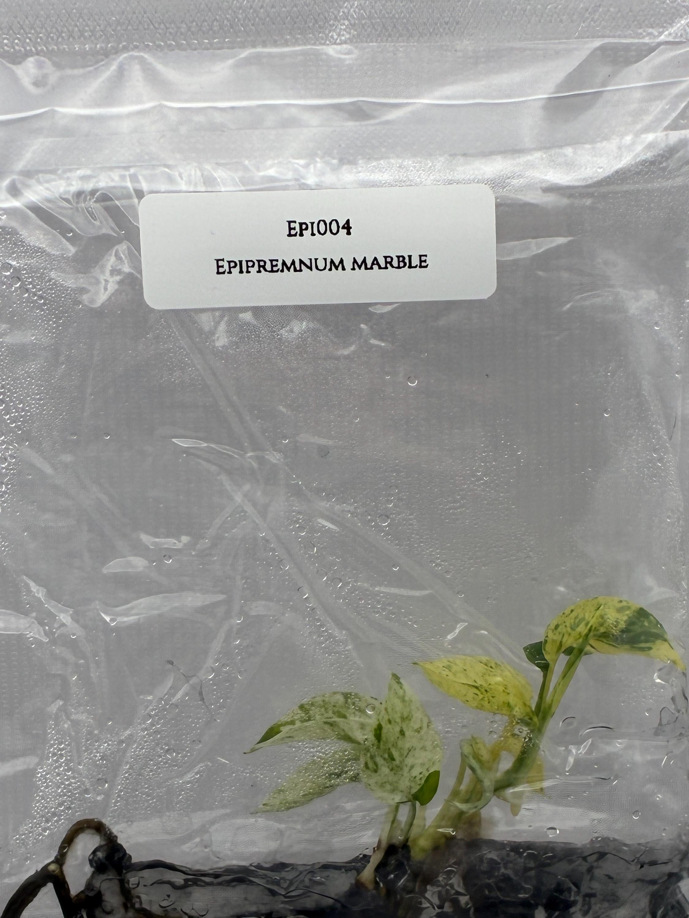 Epipremnum Marble (1 plantlet/bag) Tissue culture