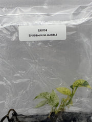 Epipremnum Marble (1 plantlet/bag) Tissue culture