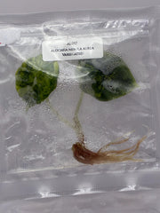 Alocasia Nebula Aurea Variegated (1 plantlet/bag) Tissue culture