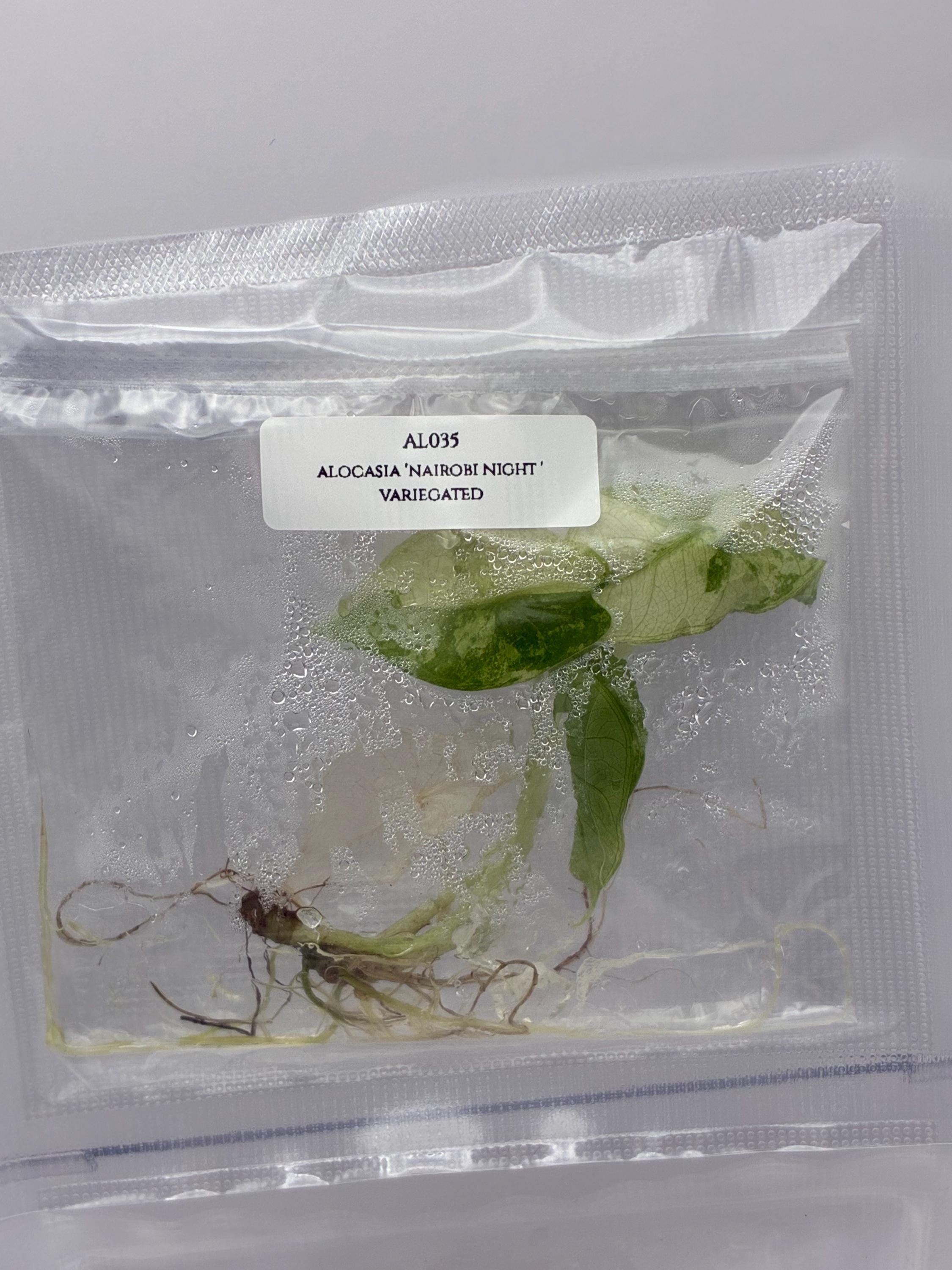Alocasia 'Nairobi Night' Variegated (1 plantlet/bag) Tissue culture