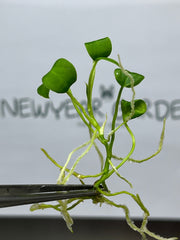 Anthurium warocqueanum (Dark Queen) (1 plantlet/bag) Tissue culture