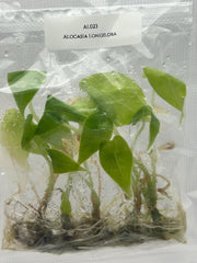 Alocasia Longiloba (5 plantlets/bag) Tissue culture