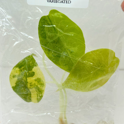 SALE 35% Alocasia Sedenii Aurea Variegated Tissue Culture (1 item/bag)(1-2 leaves)