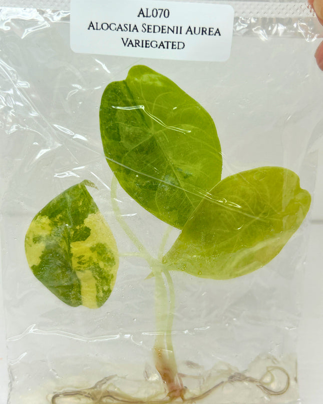 SALE 35% Alocasia Sedenii Aurea Variegated Tissue Culture (1 item/bag)(1-2 leaves)