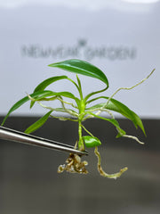 Philodendron joepii (5 plantlets/bag) Tissue culture