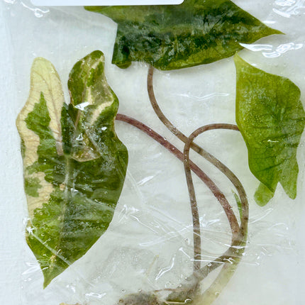 SALE 35% Alocasia Pseudo Sanderiana Pink Variegated Tissue Culture (1 item/bag)(1-2 leaves)