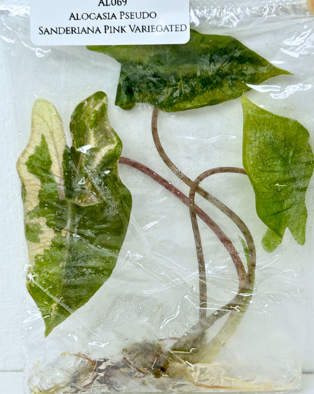 SALE 35% Alocasia Pseudo Sanderiana Pink Variegated Tissue Culture (1 item/bag)(1-2 leaves)