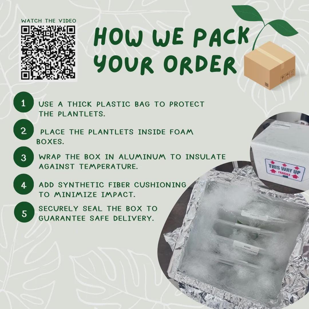 Monstera white monster (1 plant/bag) Tissue Culture
