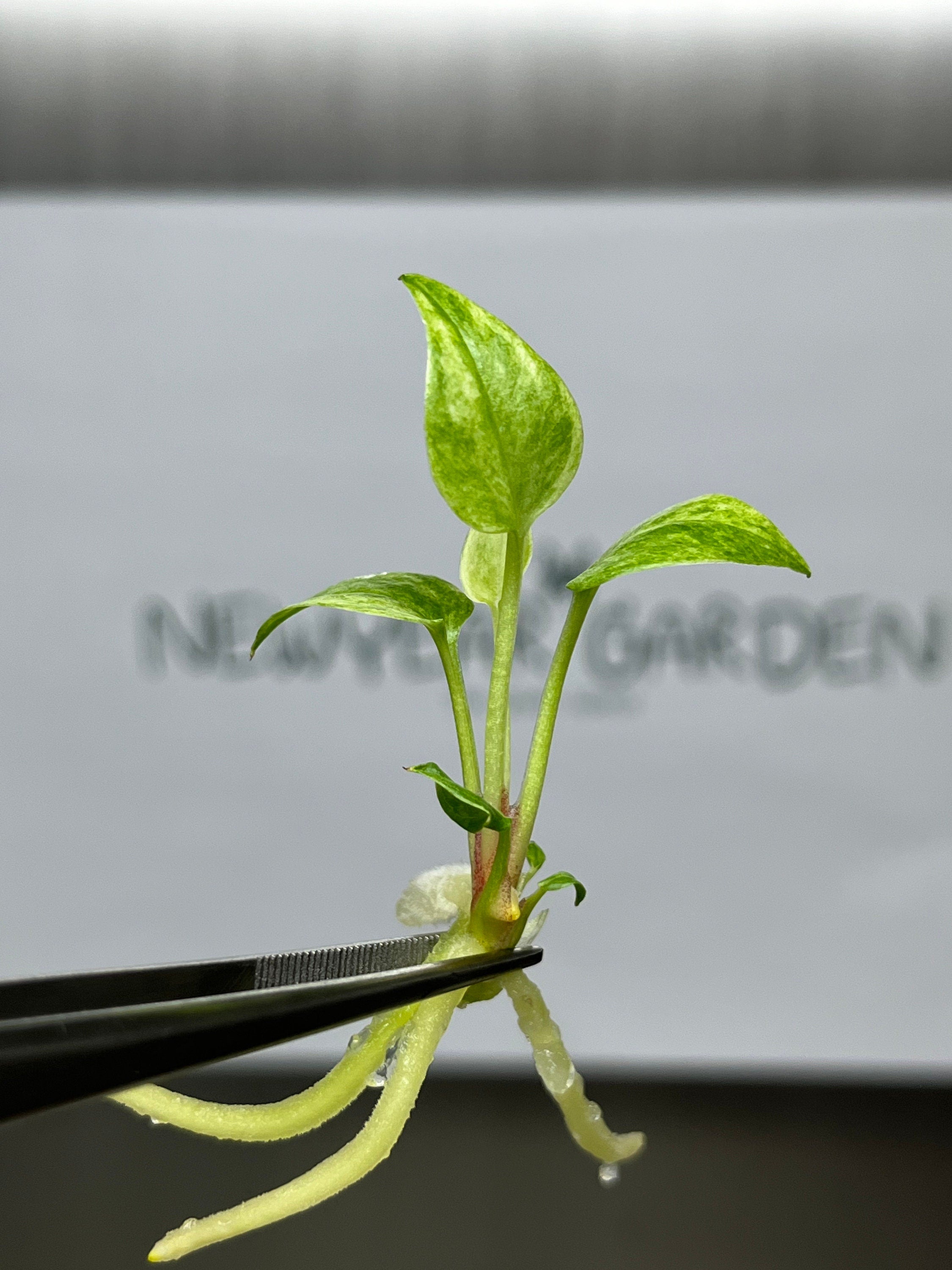 Anthurium 'Renaissance'Yellow Var. (1 plantlet/bag) Tissue culture