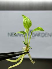 Anthurium 'Renaissance'Yellow Var. (1 plantlet/bag) Tissue culture