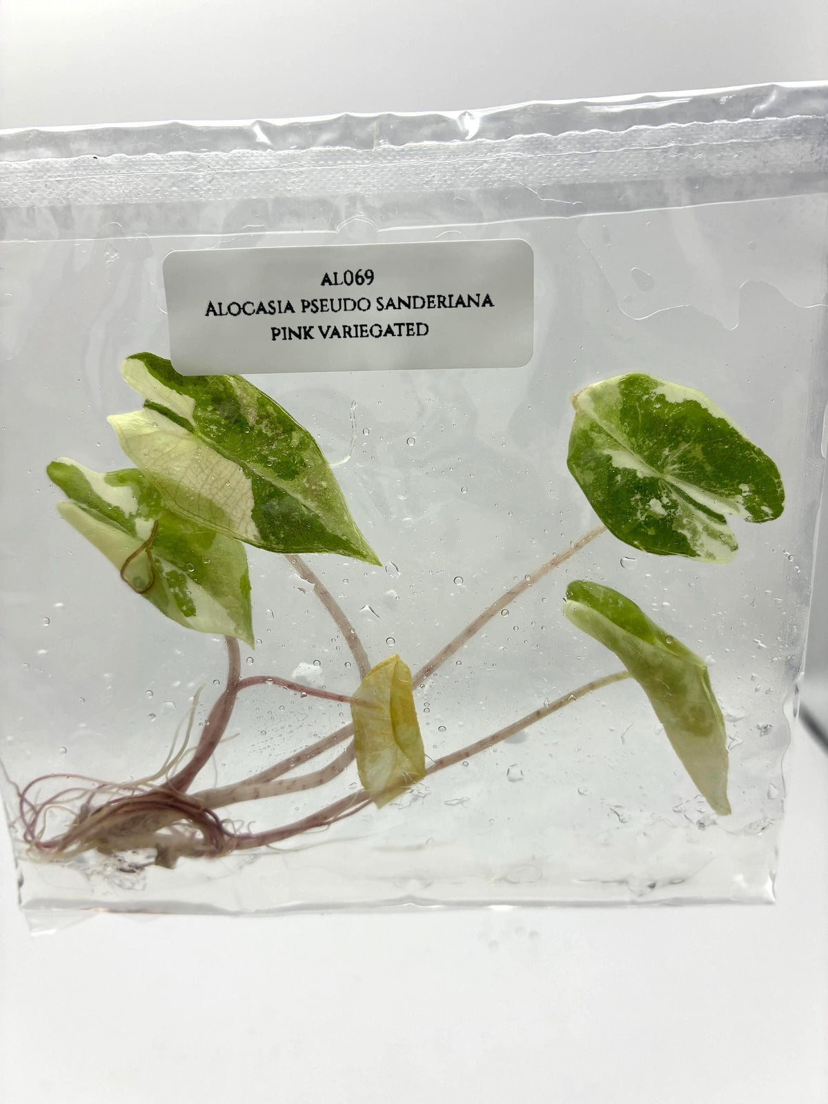 Alocasia Pseudo Sanderiana Pink Variegated (1 plantlet/bag) Tissue culture