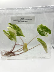 Alocasia Pseudo Sanderiana Pink Variegated (1 plantlet/bag) Tissue culture