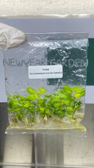 Philodendron Golden Xanadu (5 plantlets/bag) Tissue culture