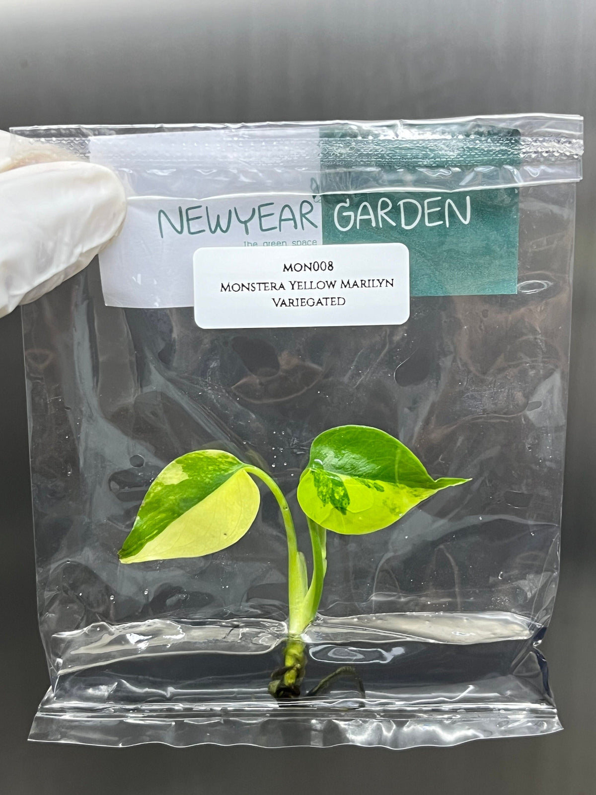 Monstera Yellow Marilyn Variegated (1 plantlet/bag) Tissue culture