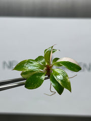 Philodendron pink princess Variegated (5 plantlets/bag) Tissue culture