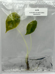 Alocasia Azlanii Aurea Variegated  (1 plantlet/bag) Tissue culture