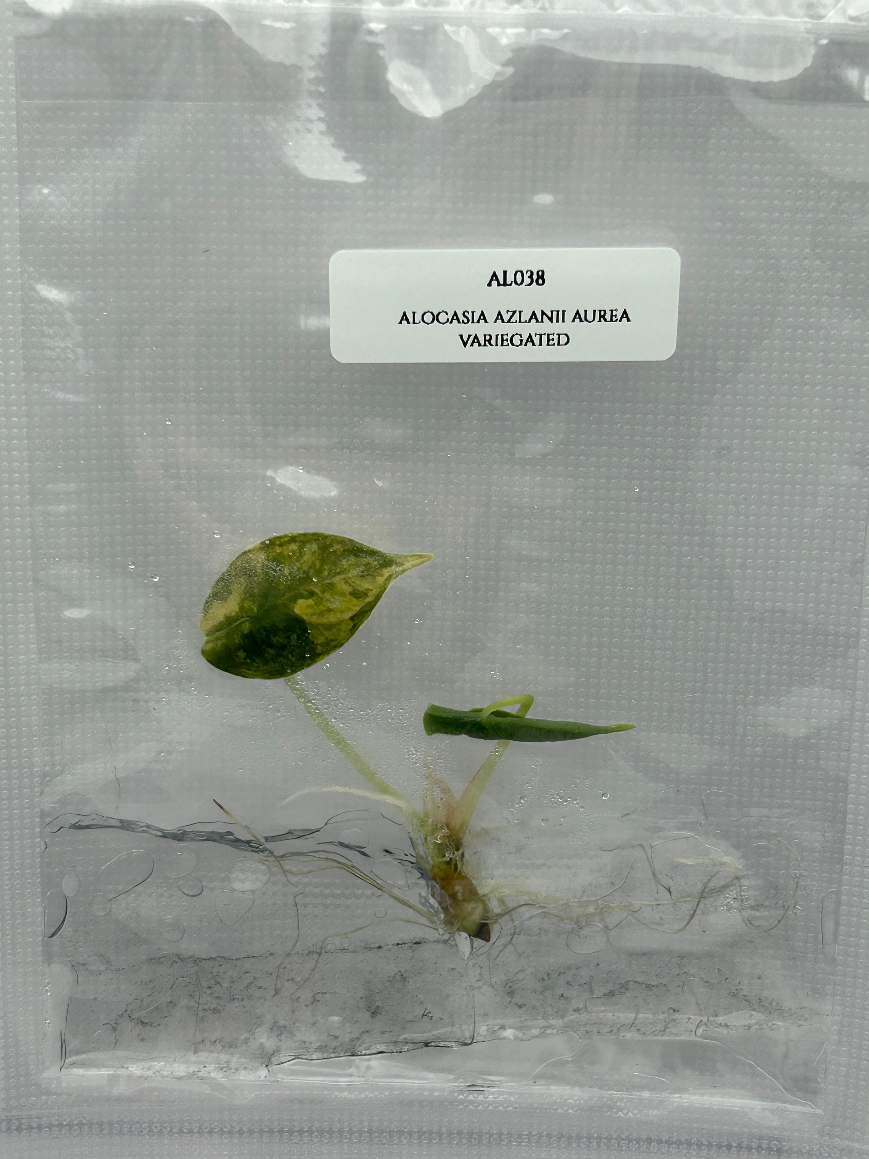 Alocasia Azlanii Aurea Variegated  (1 plantlet/bag) Tissue culture