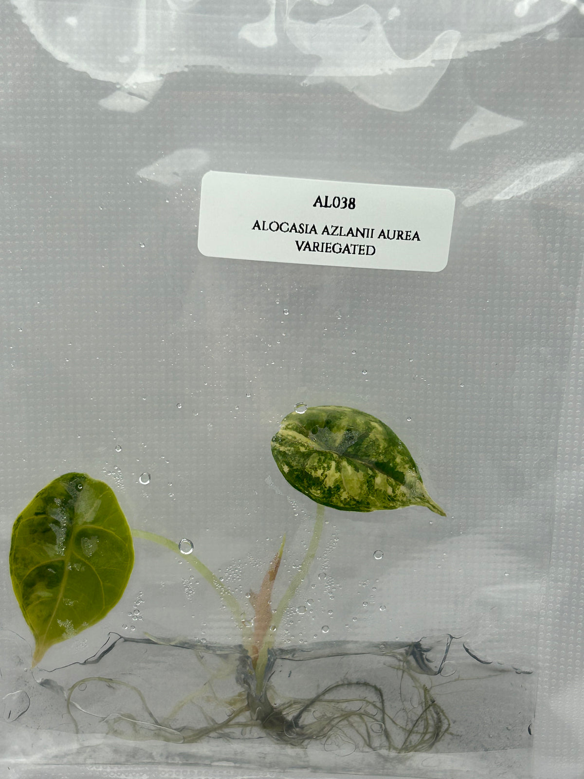 Alocasia Azlanii Aurea Variegated  (1 plantlet/bag) Tissue culture