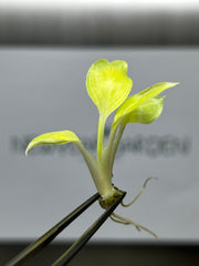 Spathiphyllum Sensation mint (1 plantlet/bag) Tissue culture