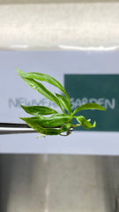 Philodendron minarium (5 plantlets/bag) Tissue culture