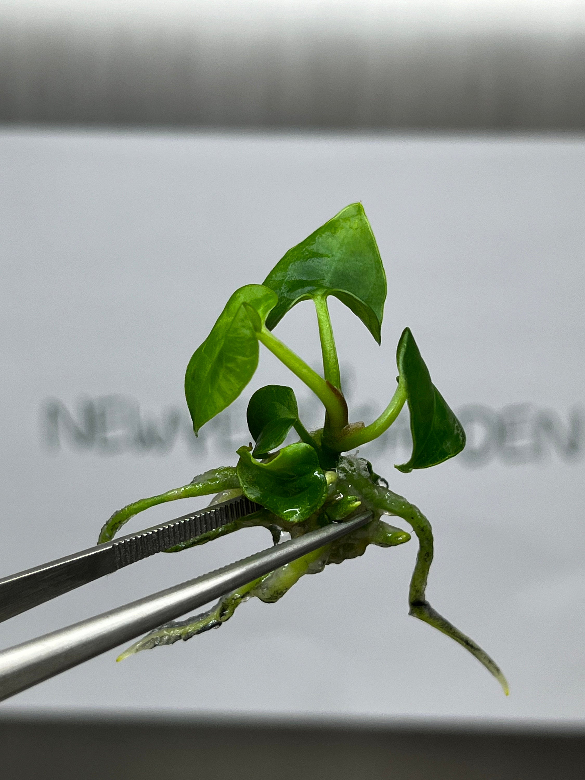 Anthurium Ace of spades (1 plantlet/bag) Tissue culture