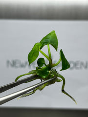 Anthurium Ace of spades (1 plantlet/bag) Tissue culture