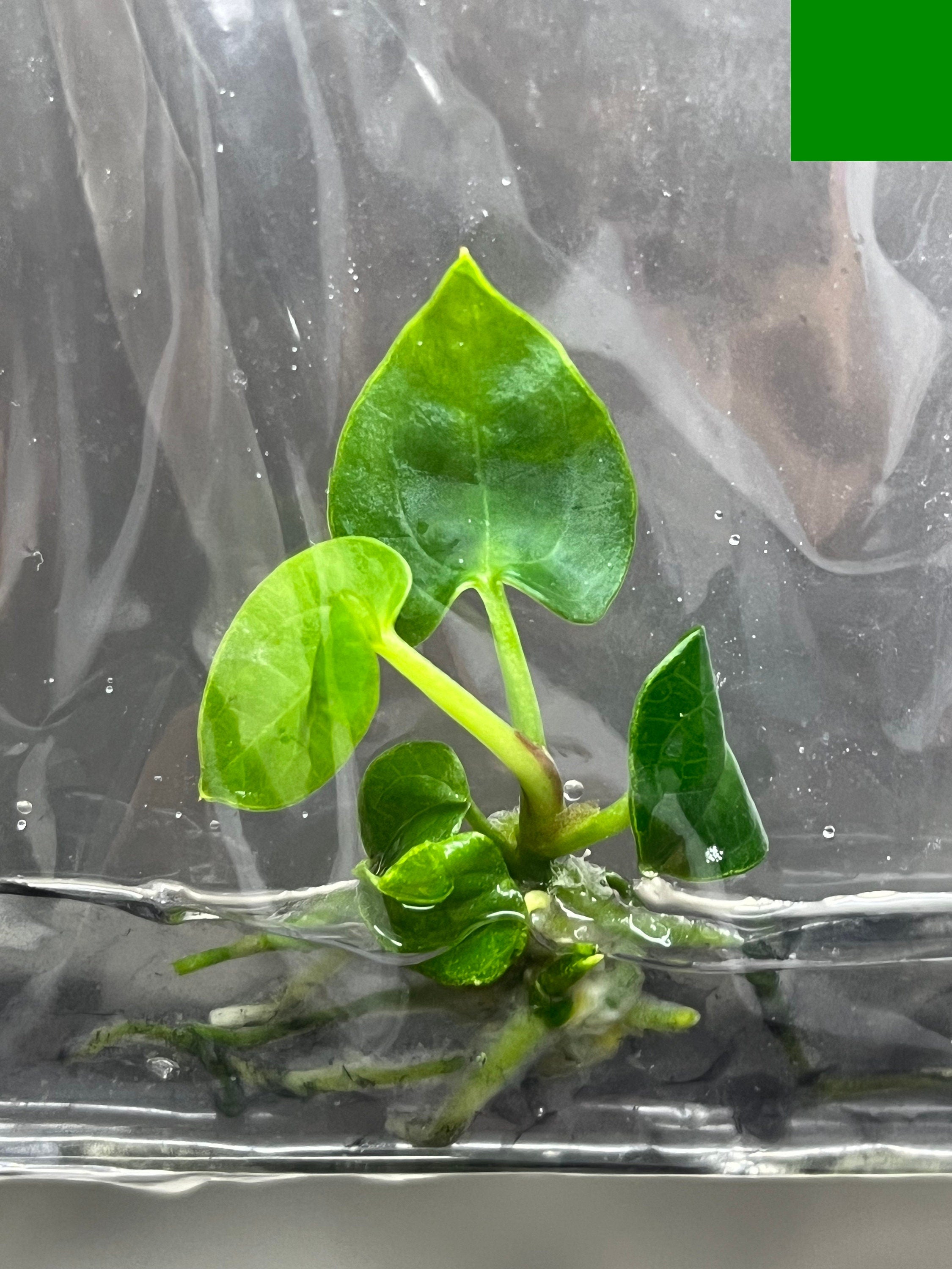 Anthurium Ace of spades (1 plantlet/bag) Tissue culture