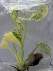 Monstera legacy Variegated  (1 plantlet/bag) Tissue culture