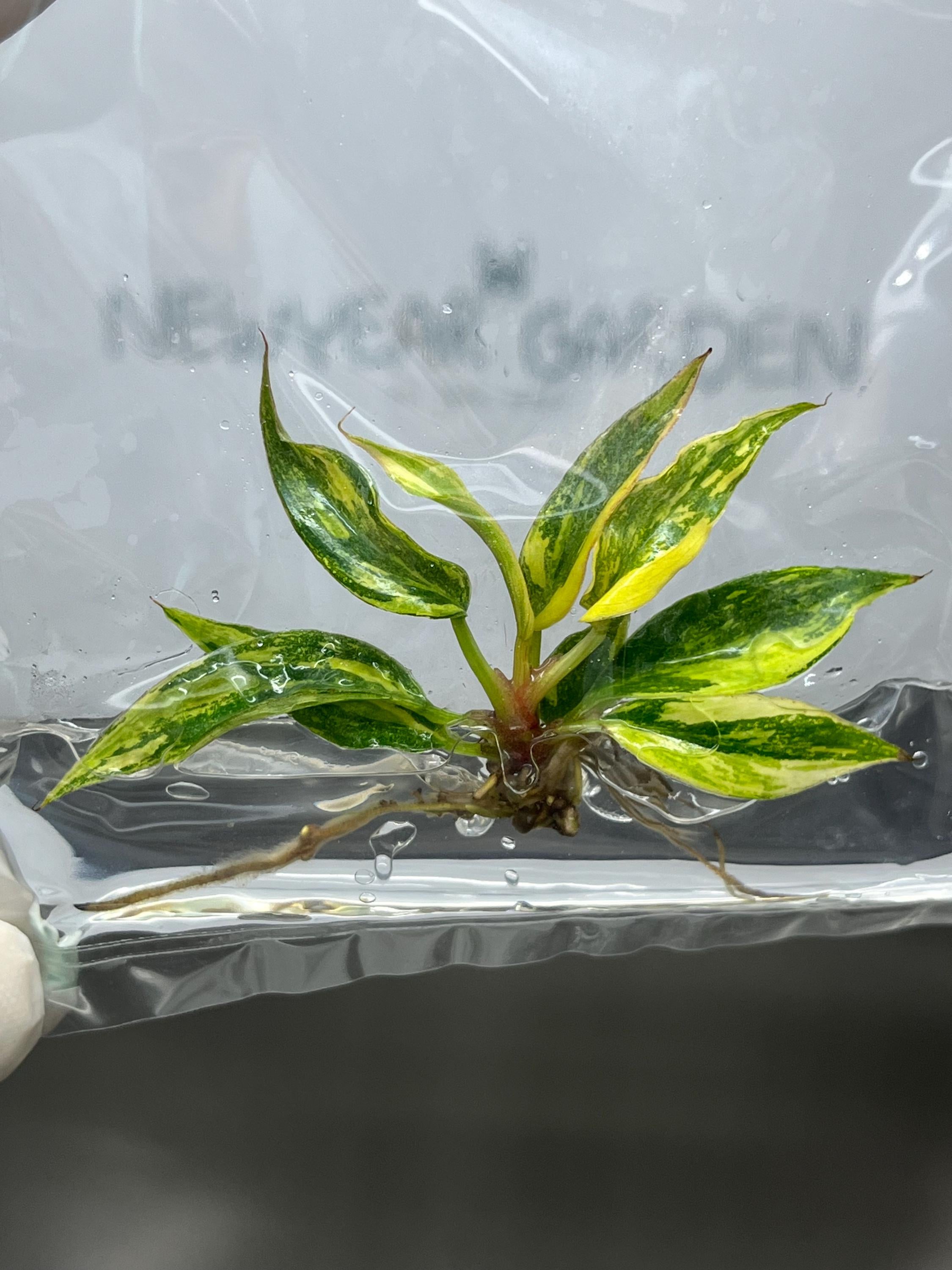 Philodendron Carmel Marble Variegated Fire tiger (1 plantlet/bag) Tissue culture