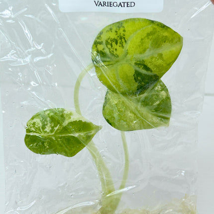 SALE 35% Alocasia Ninja Albo Variegated Tissue Culture (1 item/bag)(1-2 leaves)