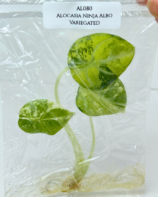 SALE 35% Alocasia Ninja Albo Variegated Tissue Culture (1 item/bag)(1-2 leaves)