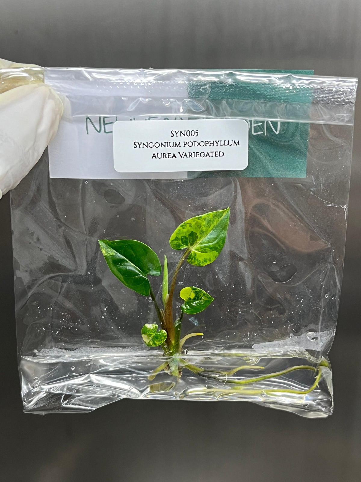 Syngonium podophyllum Aurea Variegated (1 plantlet/bag) Tissue culture