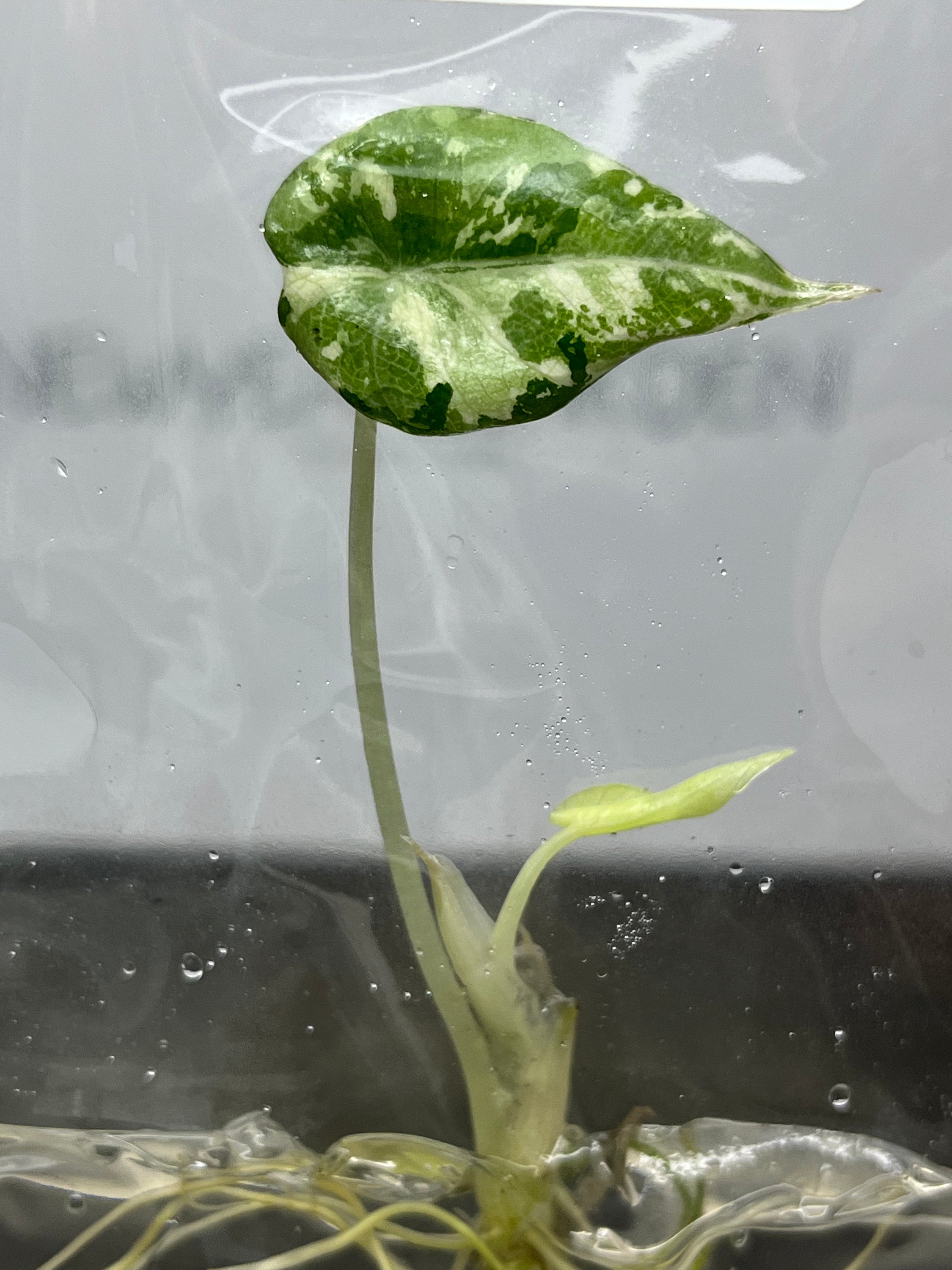 Alocasia Black Velvet Var. (Pink Albo) (1 plantlet/bag) Tissue culture