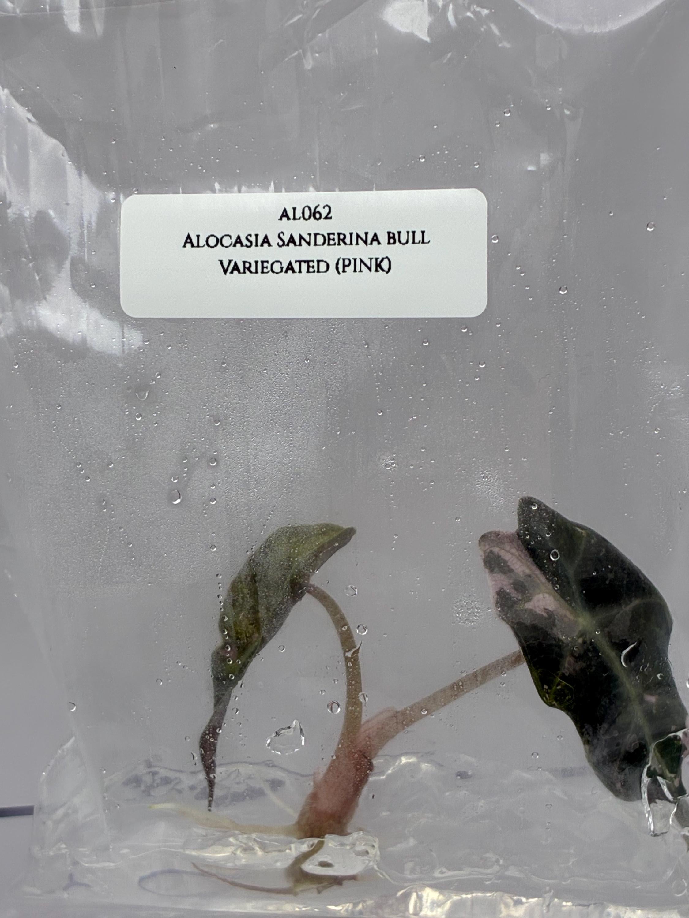 Alocasia Sanderina bull Variegated (1 plantlet/bag) Tissue culture