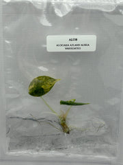 Alocasia Azlanii Aurea Variegated (1 plantlet/bag) Tissue culture