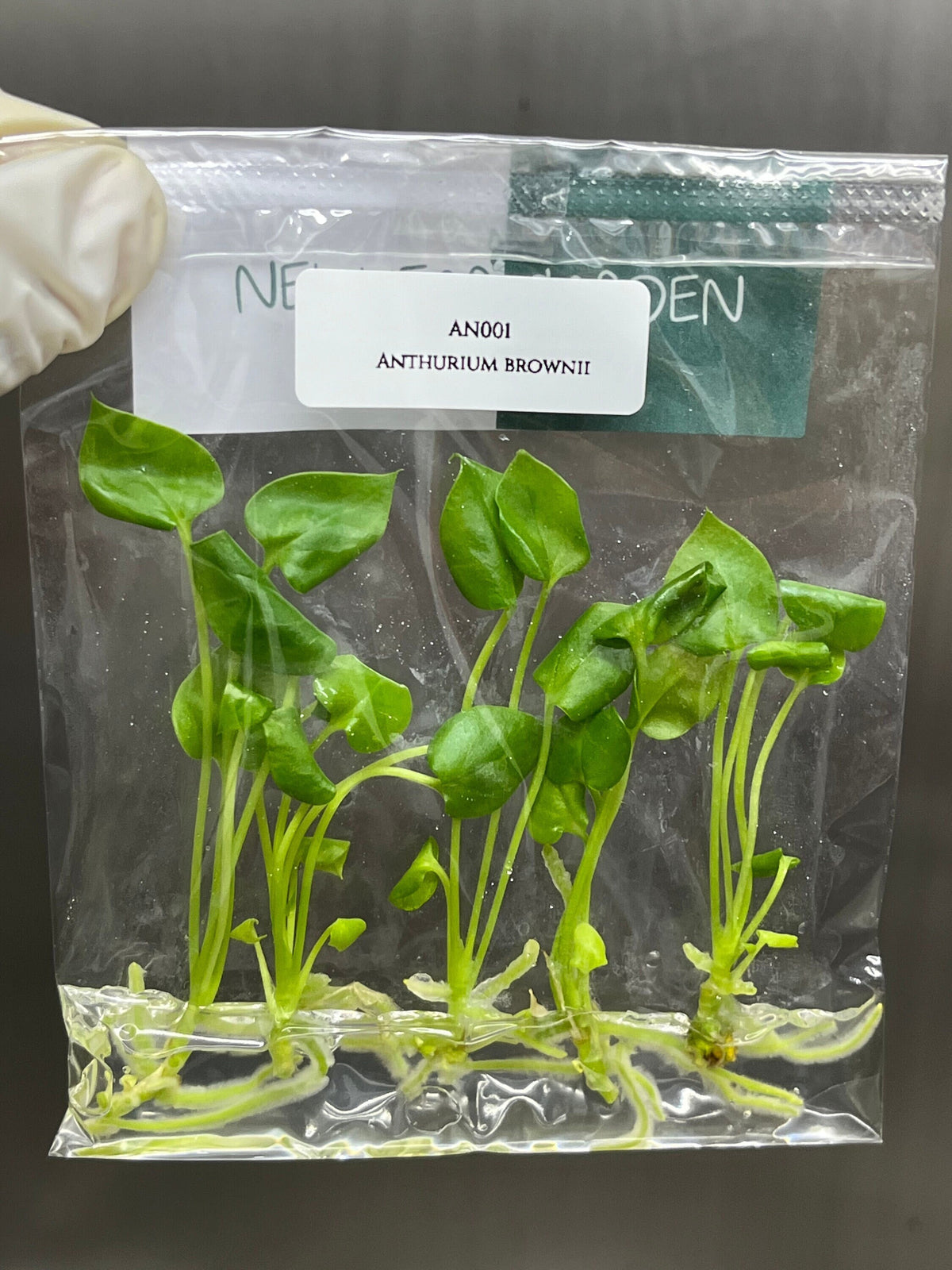 Anthurium brownii (5 plantlets/bag) Tissue culture