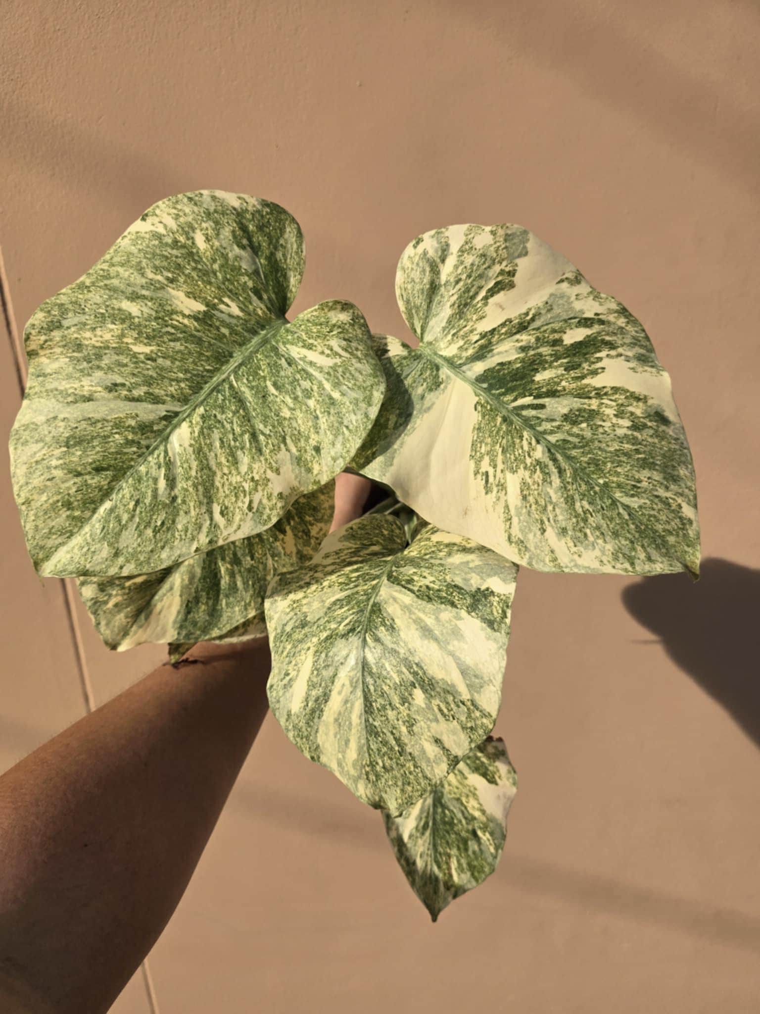 Monstera legacy Variegated  (1 plantlet/bag) Tissue culture