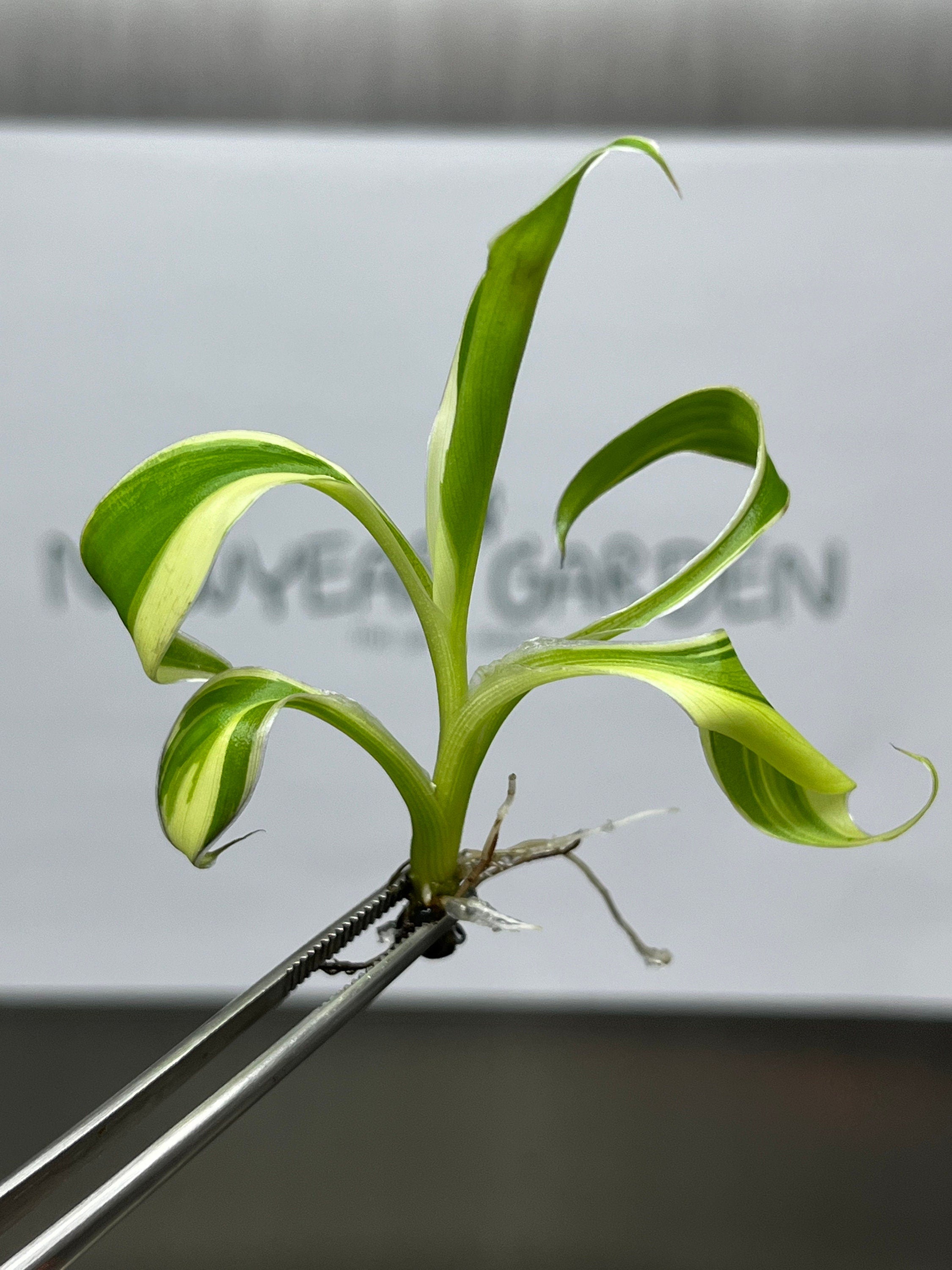 Musa Pink Variegated (NoNo) (1 plantlet/bag) Tissue culture