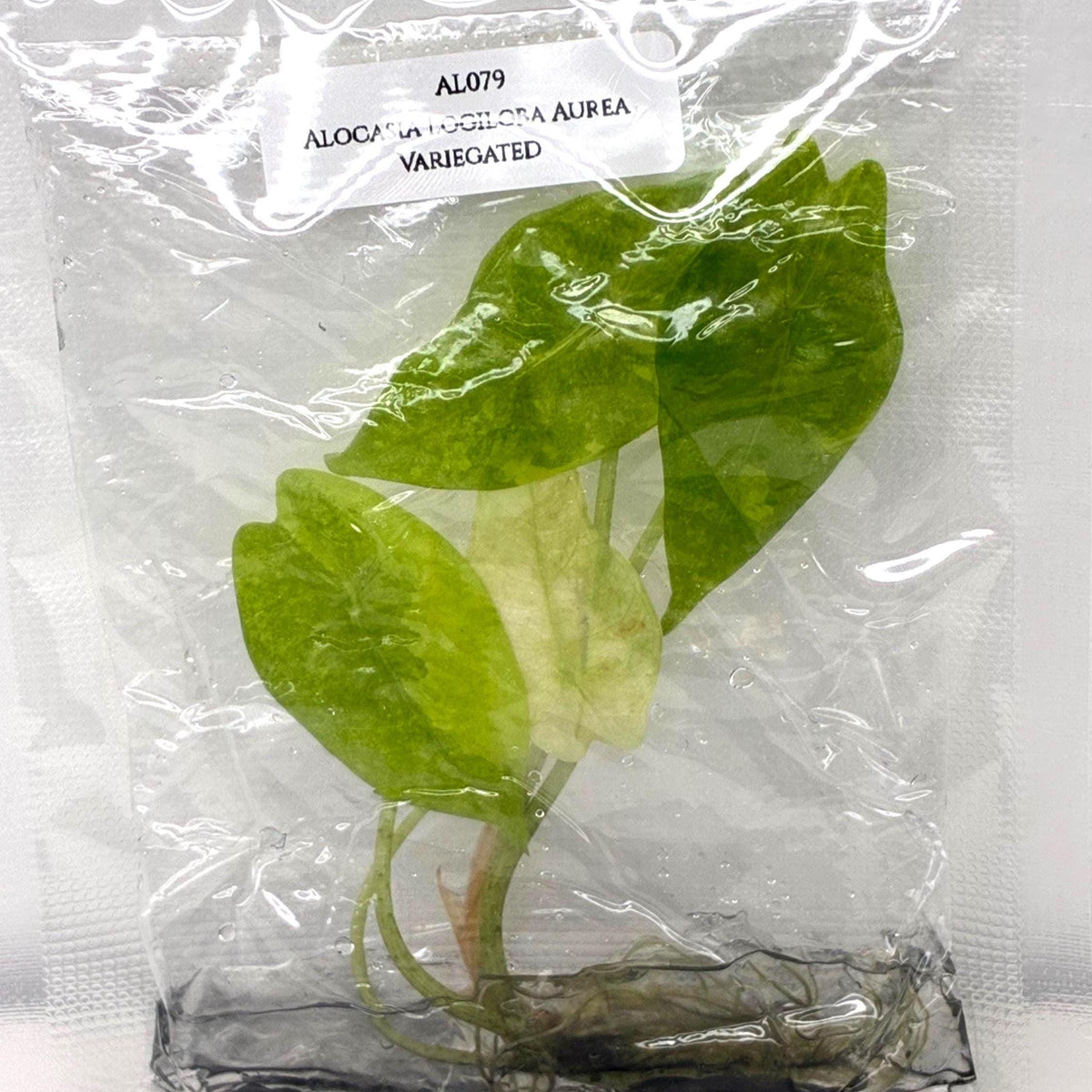 Alocasia Logiloba Aurea Variegated (1 plantlet/bag) Tissue culture