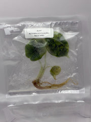 Alocasia Nebula Aurea Variegated (1 plantlet/bag) Tissue culture