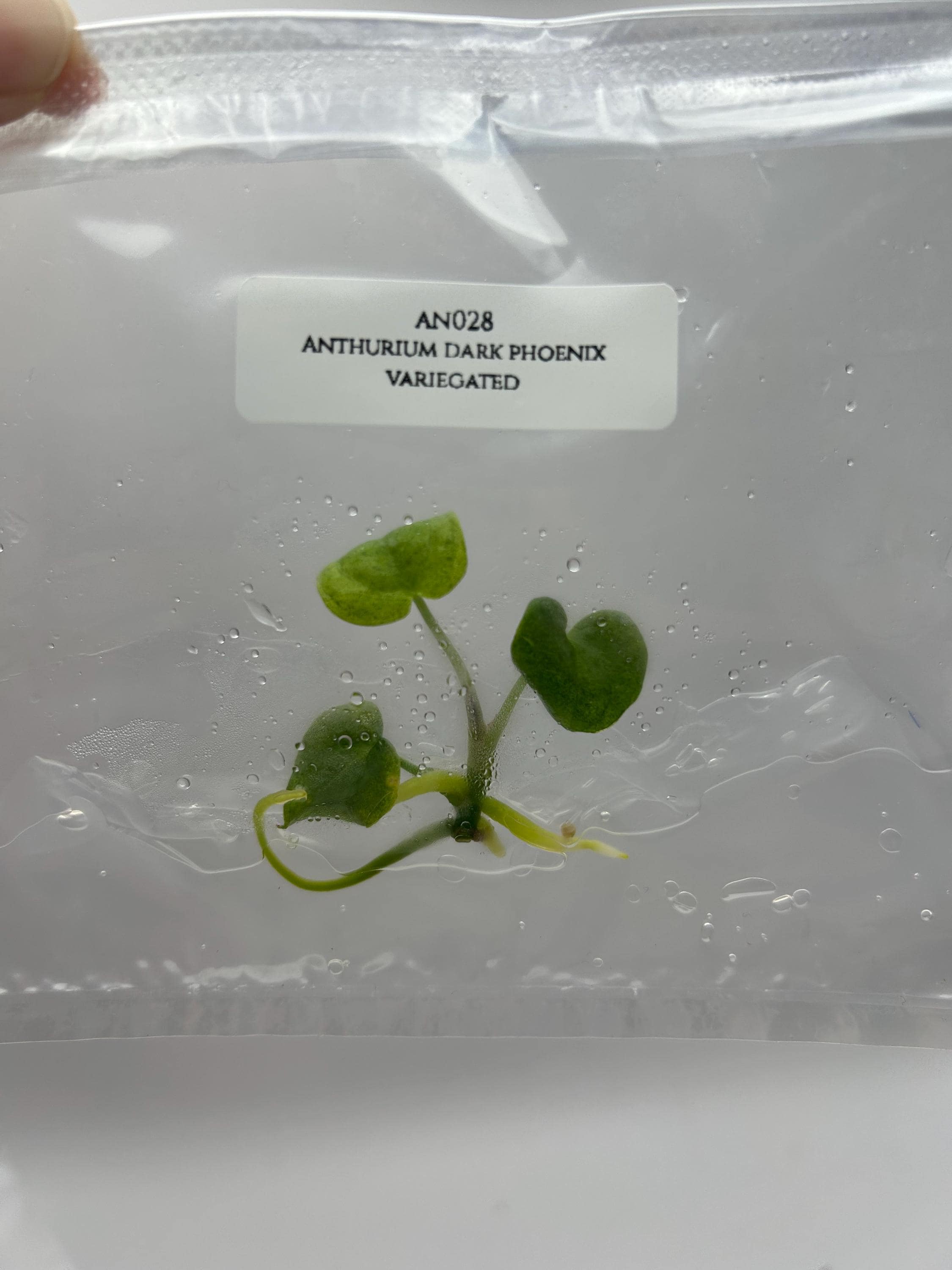 Anthurium dark phoenix variegated (1 plantlet/bag) Tissue culture