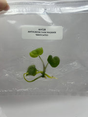 Anthurium dark phoenix variegated (1 plantlet/bag) Tissue culture