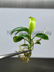 Philodendron Florida Ghost (5 plantlets/bag) Tissue culture