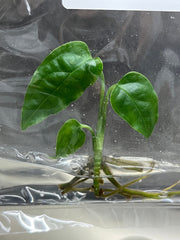 Monstera Obliqua Peru (1 plantlet/bag) Tissue culture